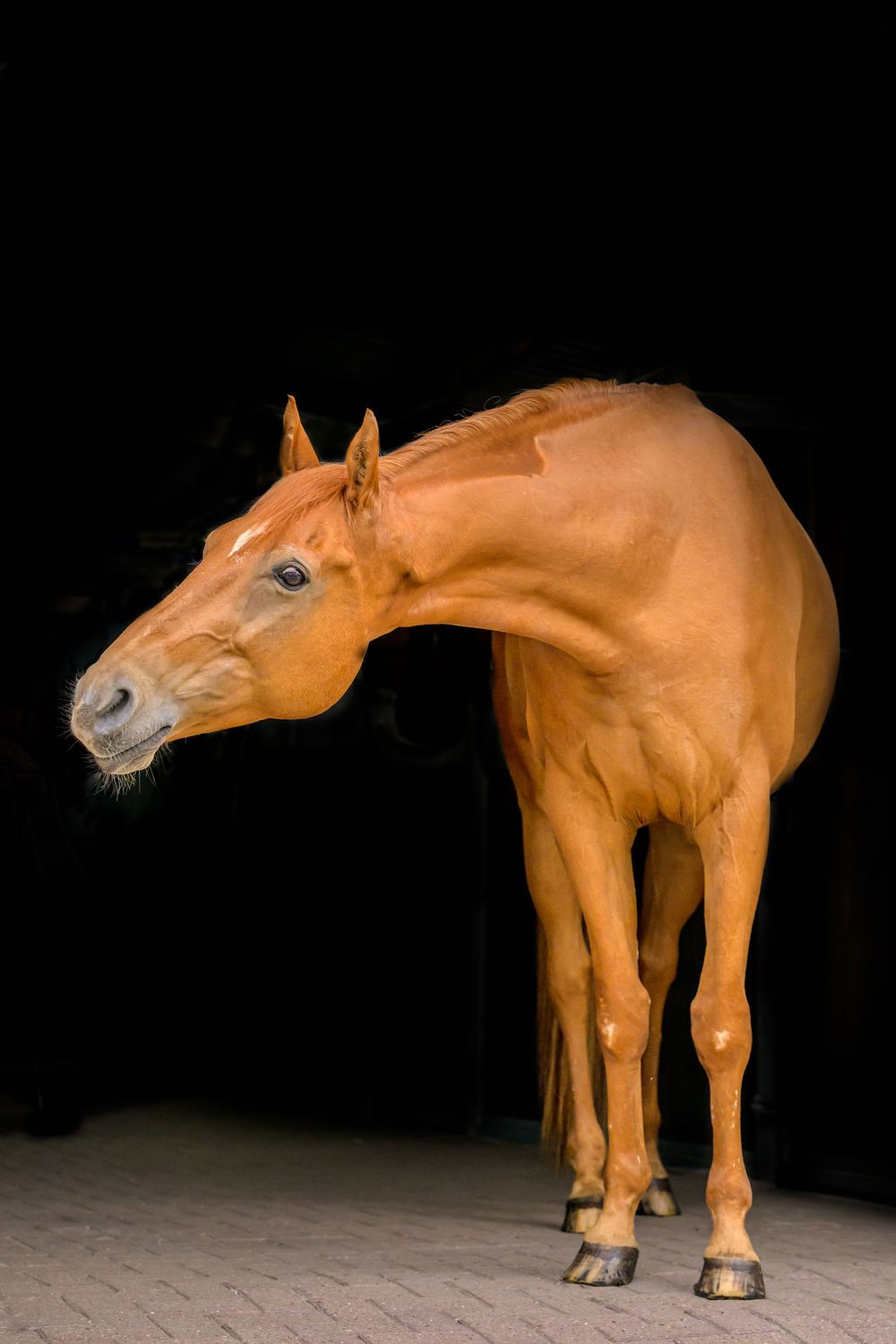 Chestnut horse on black background edited image