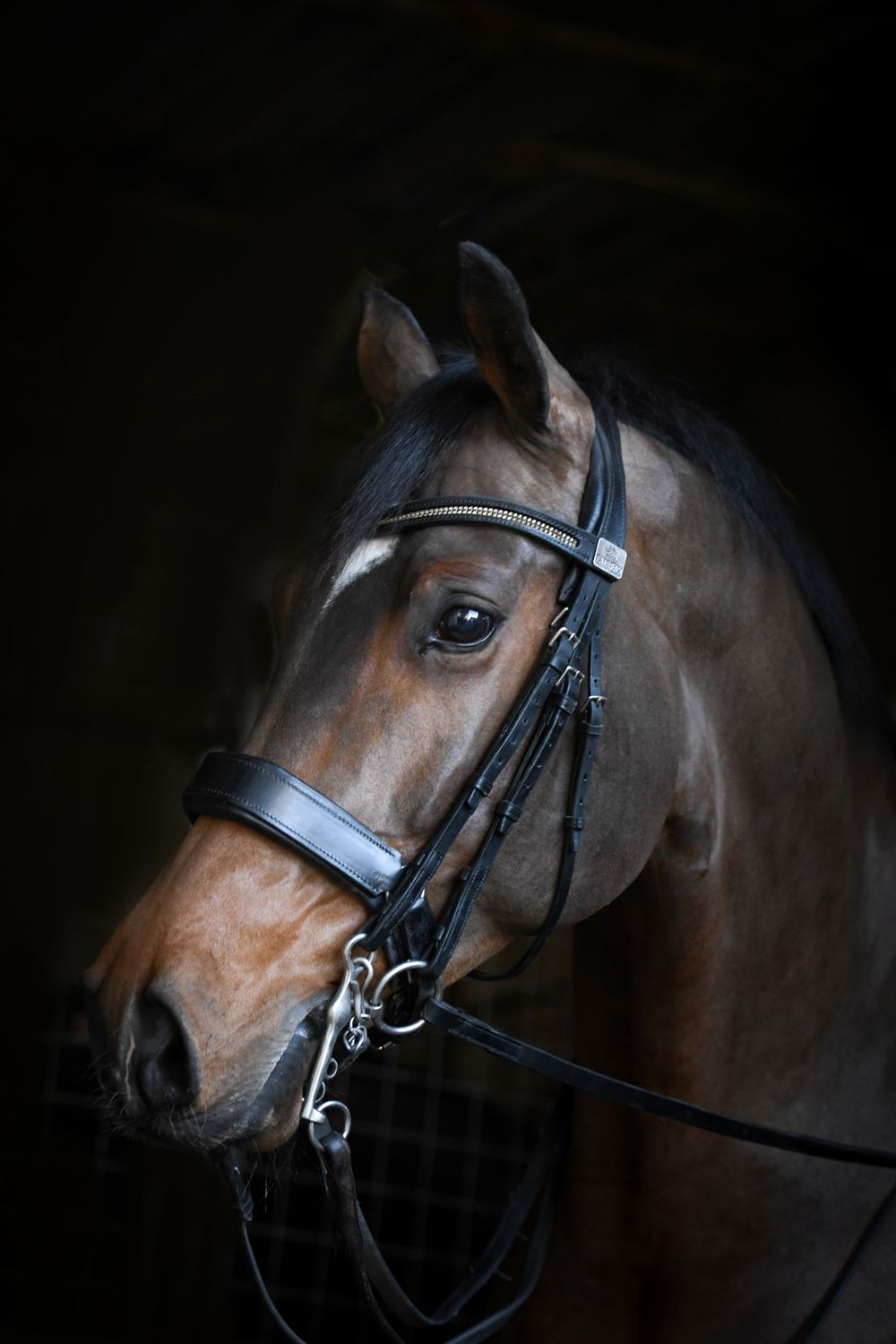 Headshot of an elegant, dark bay mare against a black background, showcasing her refined features and glossy coat.