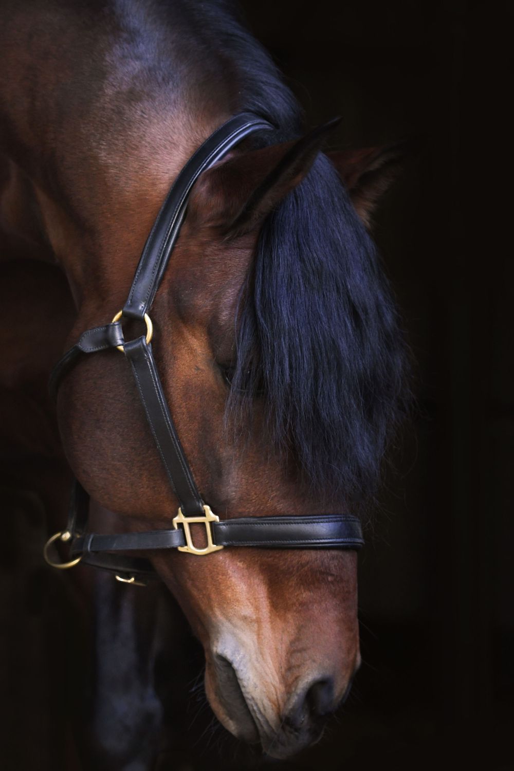 Headshot of a Spanish stallion edited onto a black background, highlighting his strong profile and flowing mane.