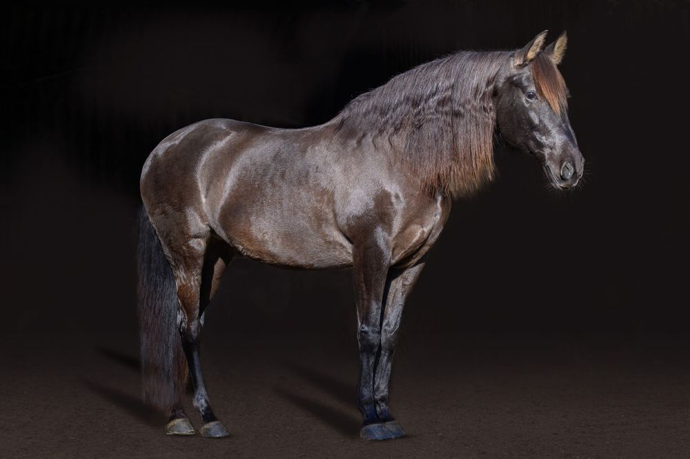 horse photography , kent, sussex, surrey areas, spainsh horse.