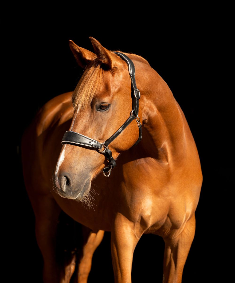 Chestnut mare basking in sunlight against a dark background, showcasing her glowing coat and elegant profile.