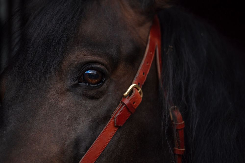Close-up of a horse’s eye in shadowy light, showing deep emotion and detail in a dark, moody setting.