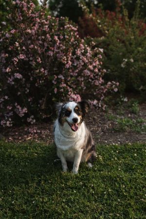 A black and white dog sits on green grass with pink flowering bushes in the background.