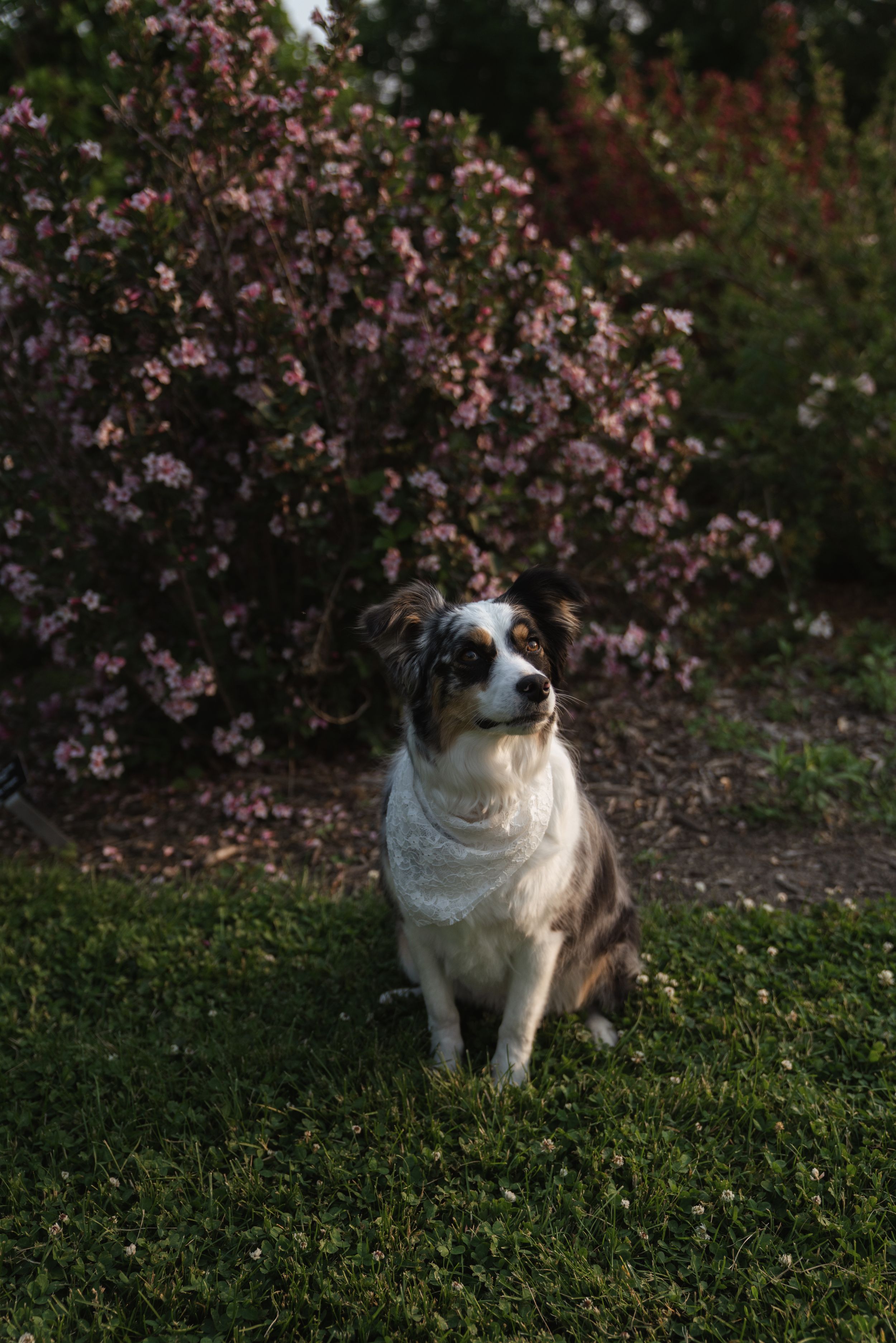 An Australian Shepherd sits attentively in front of blooming pink flowers.