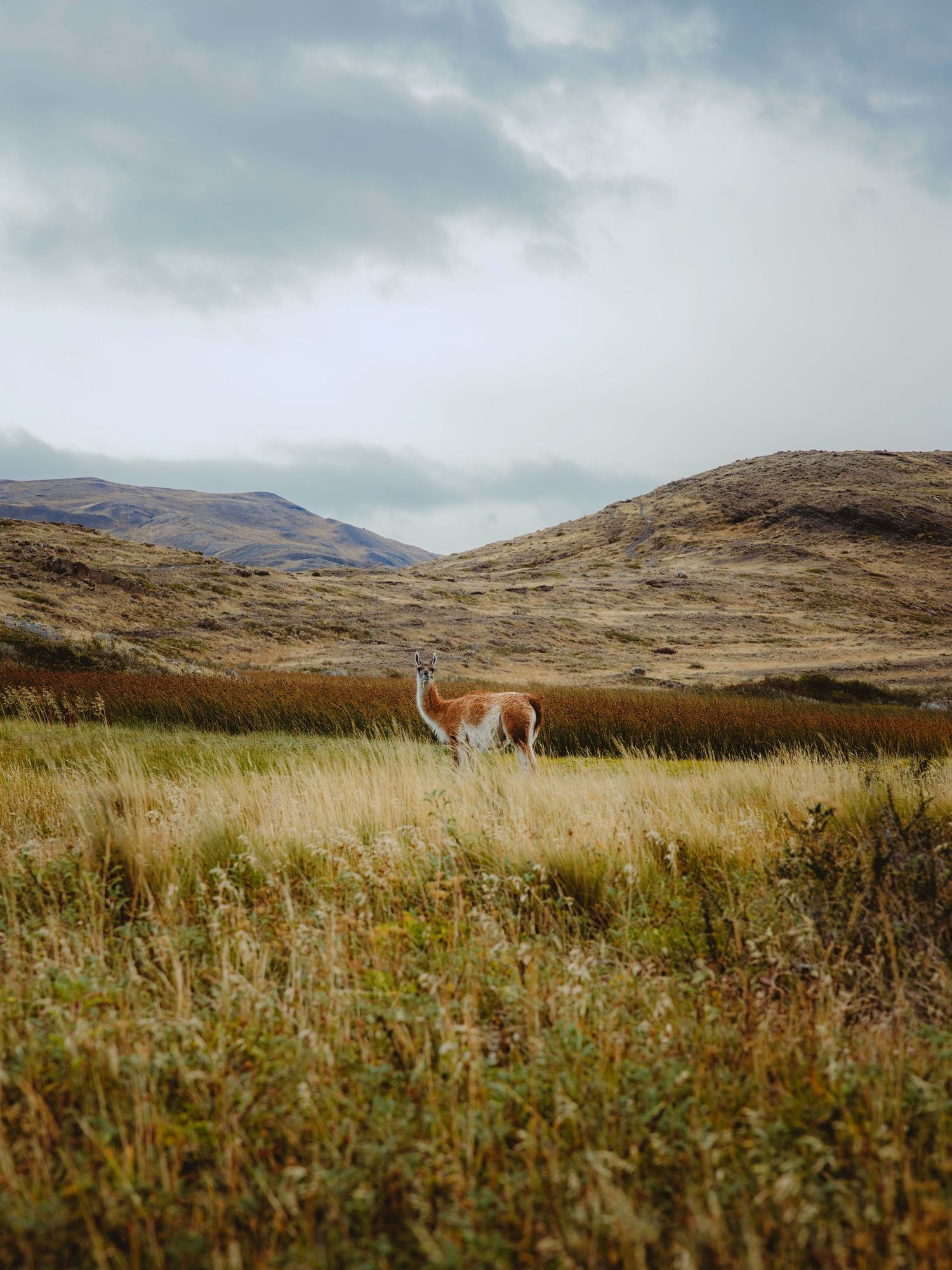 Guanaco at Torres del Paine Patagonia, Chile