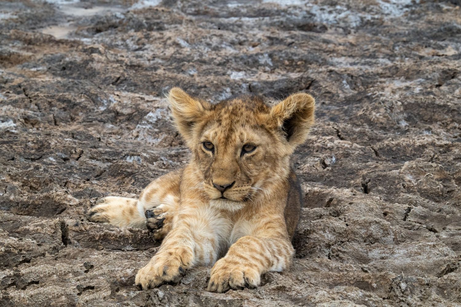 Young lion cub resting on rocky ground in natural habitat, showing curious expression.