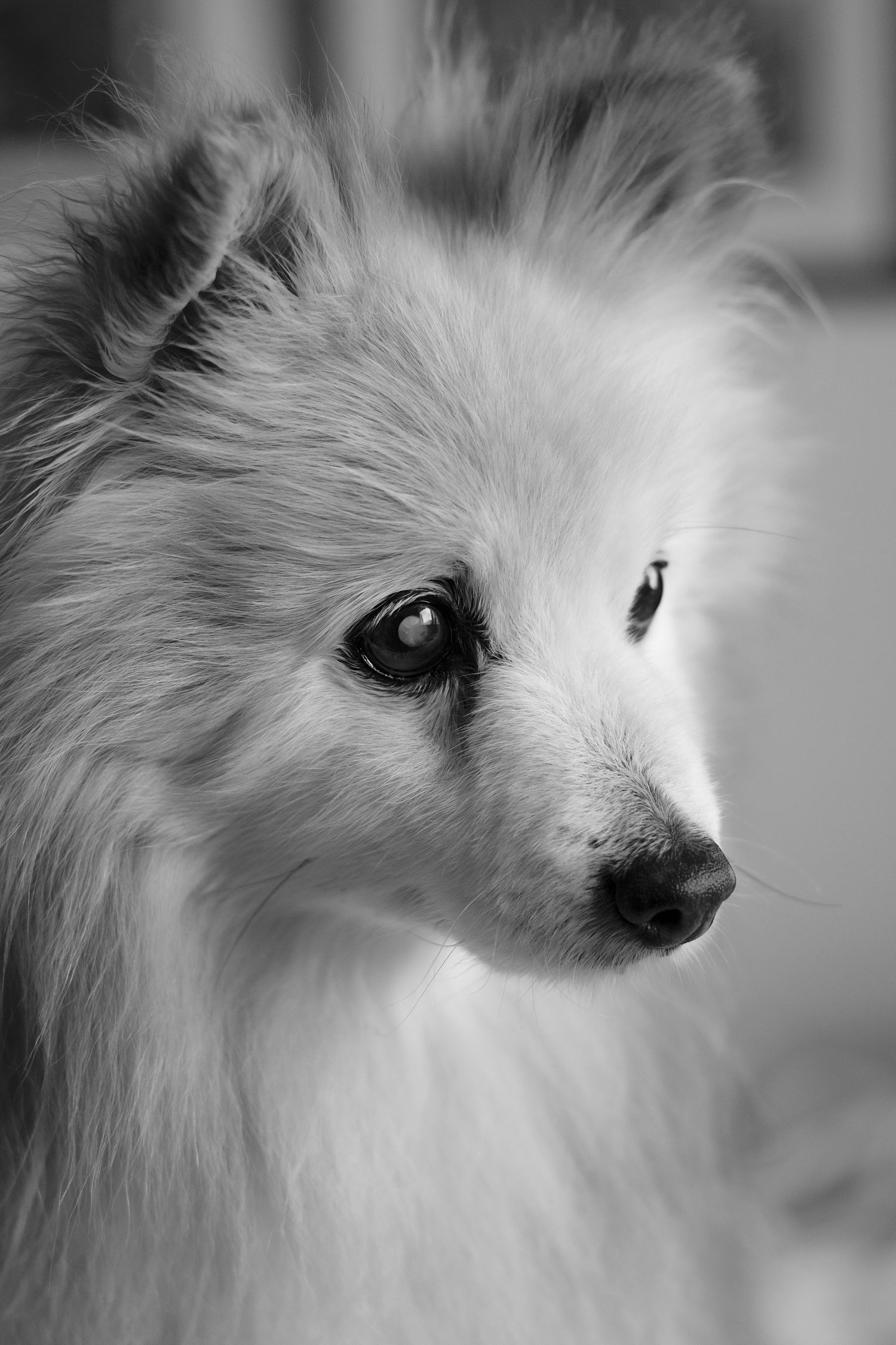 End of Life Pomeranian Photoshoot