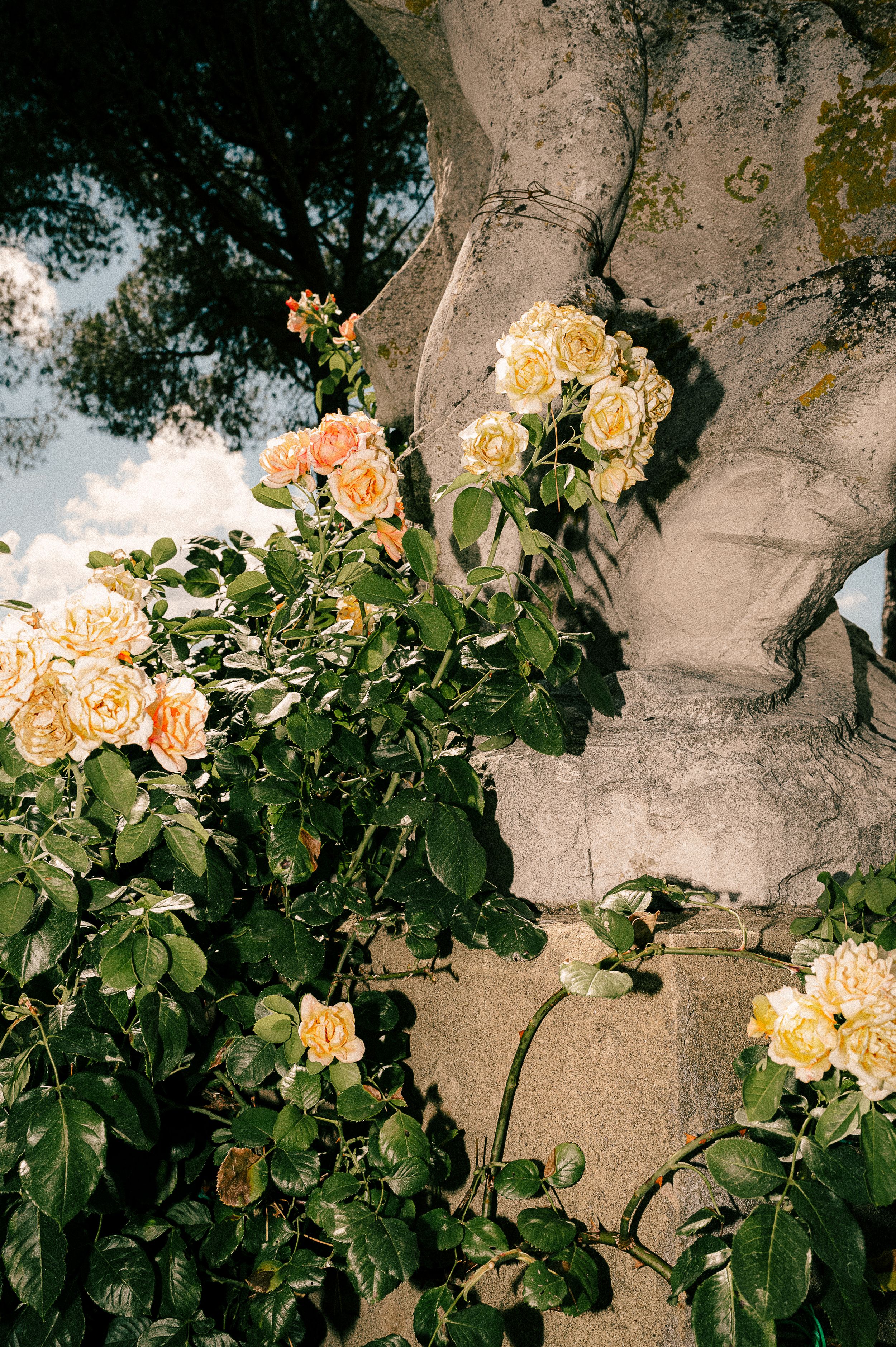Peach and yellow roses climbing on a weathered stone wall in a garden setting.