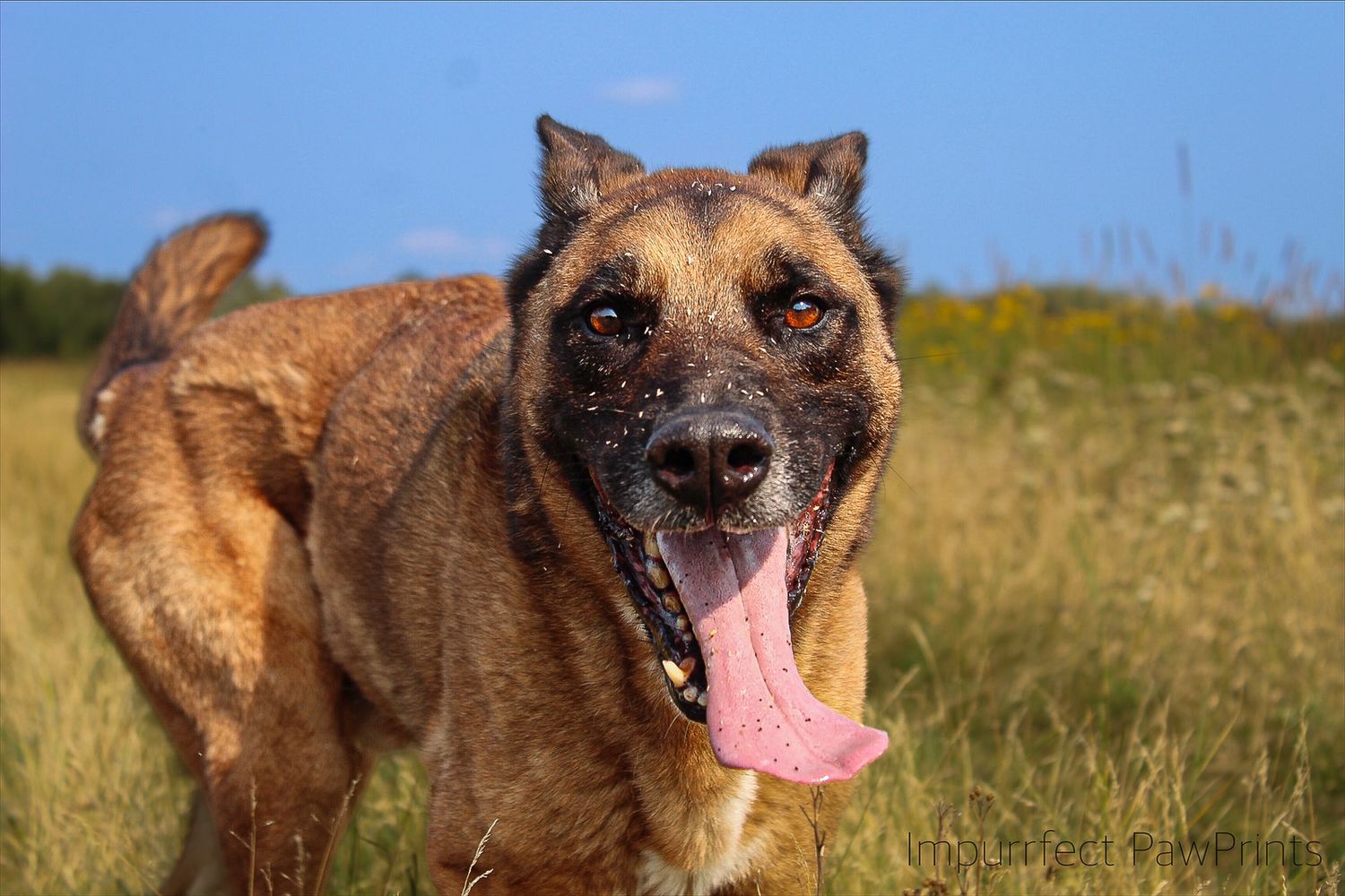 A large tan brindle dog with tongue out runs through a golden grass field.