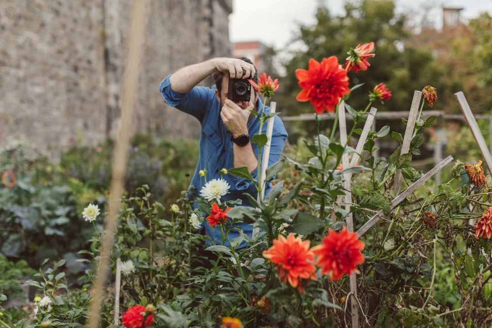A series of photos showing bright red dahlias blooming in a garden.