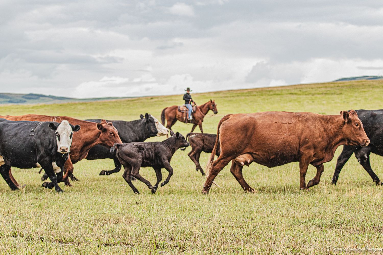 Cowgirl moving cattle across the field getting ready for a branding