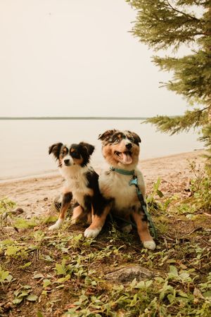 Two Australian Shepherd dogs sitting together on a sandy beach near water and pine trees.
