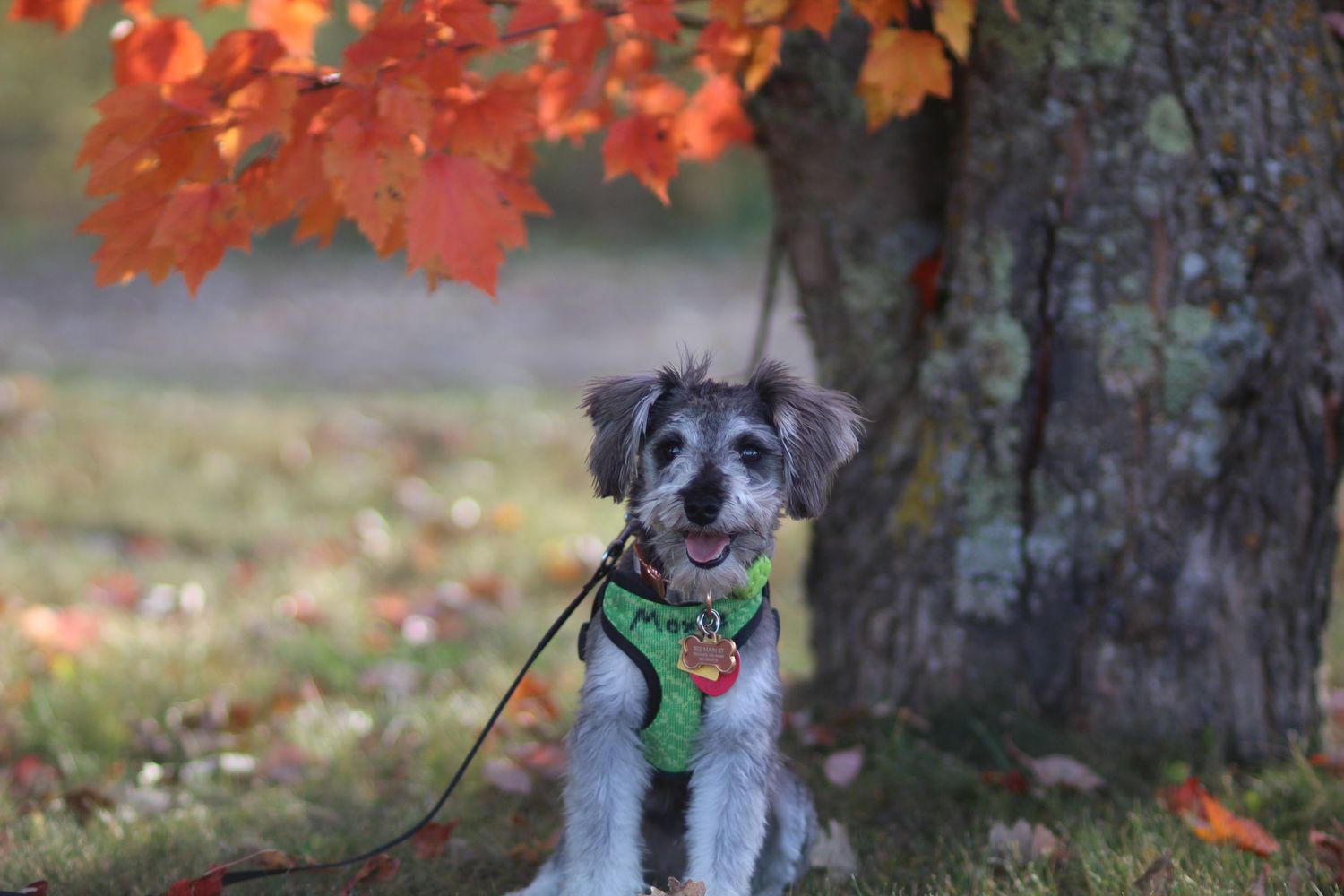 A small gray dog in a green harness sits under a tree with vibrant red autumn leaves.
