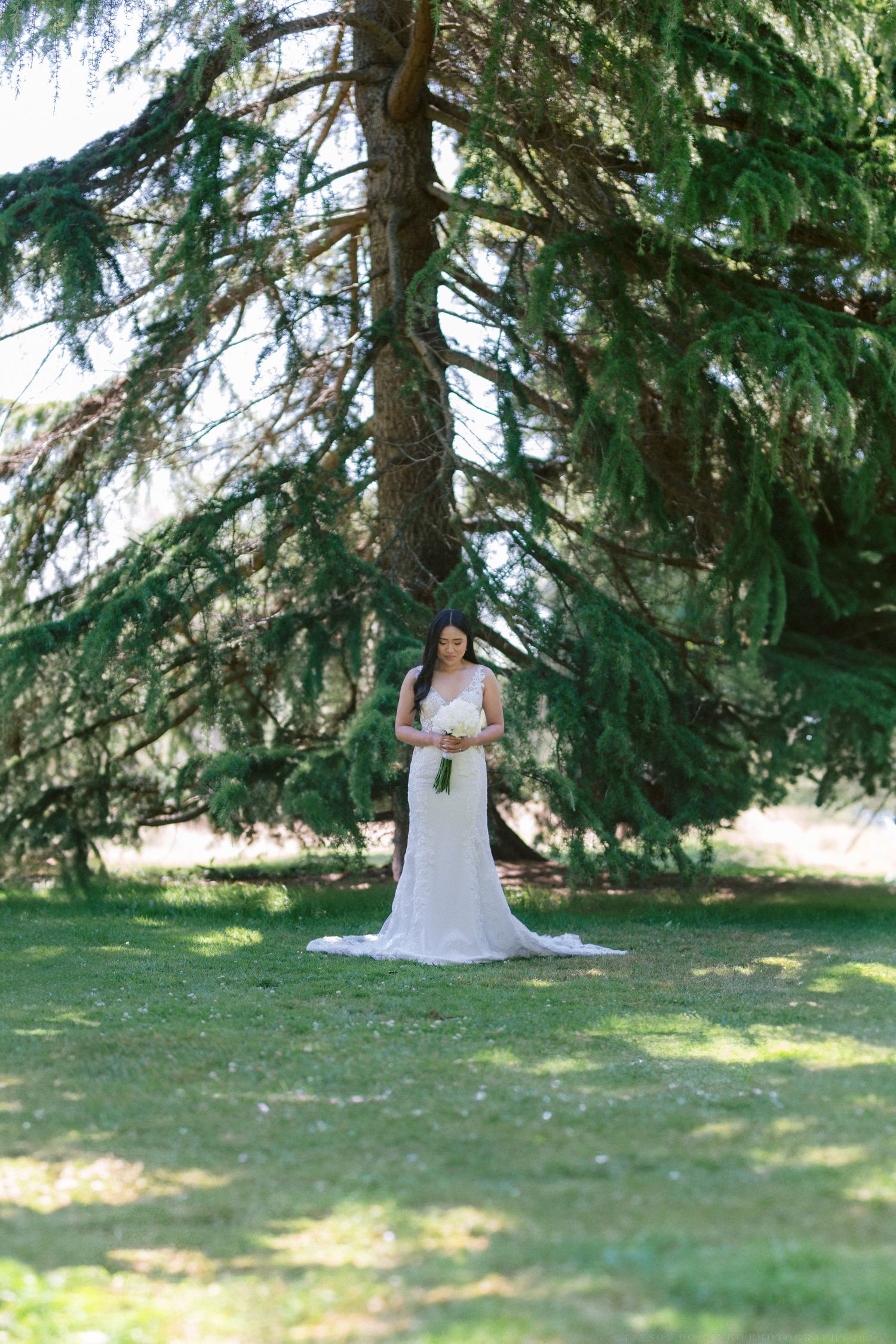 A picturesque outdoor wedding scene under a large evergreen tree on a sunny day.