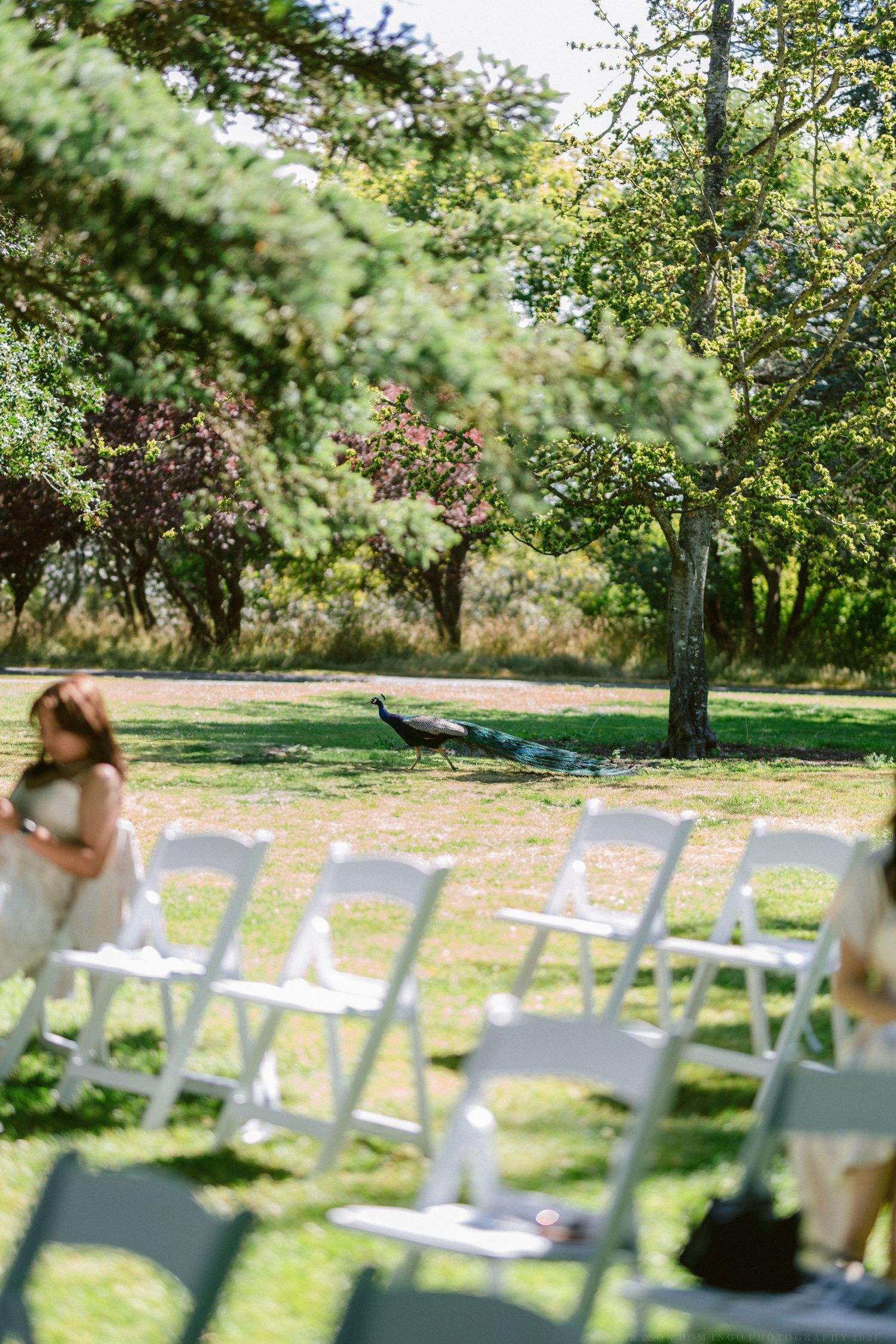 White chairs arranged outdoors for a garden wedding ceremony under green trees on a sunny day.