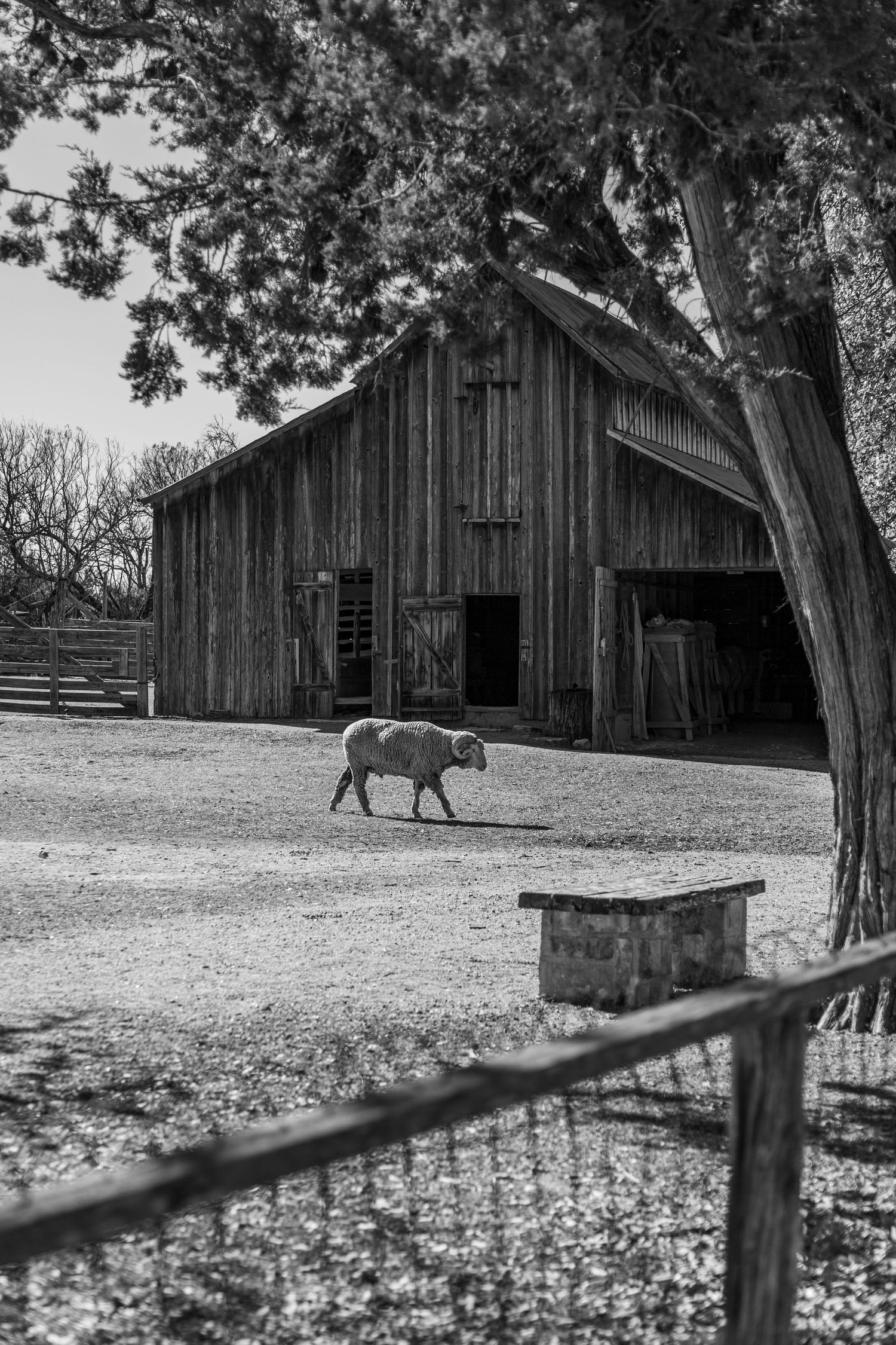 A rustic wooden barn with weathered siding stands behind a pig walking across the farmyard in black and white. Photographed by Jon Rock