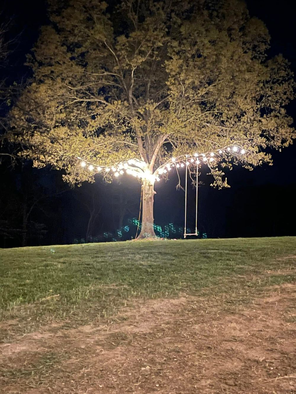 Tree swing at the 48