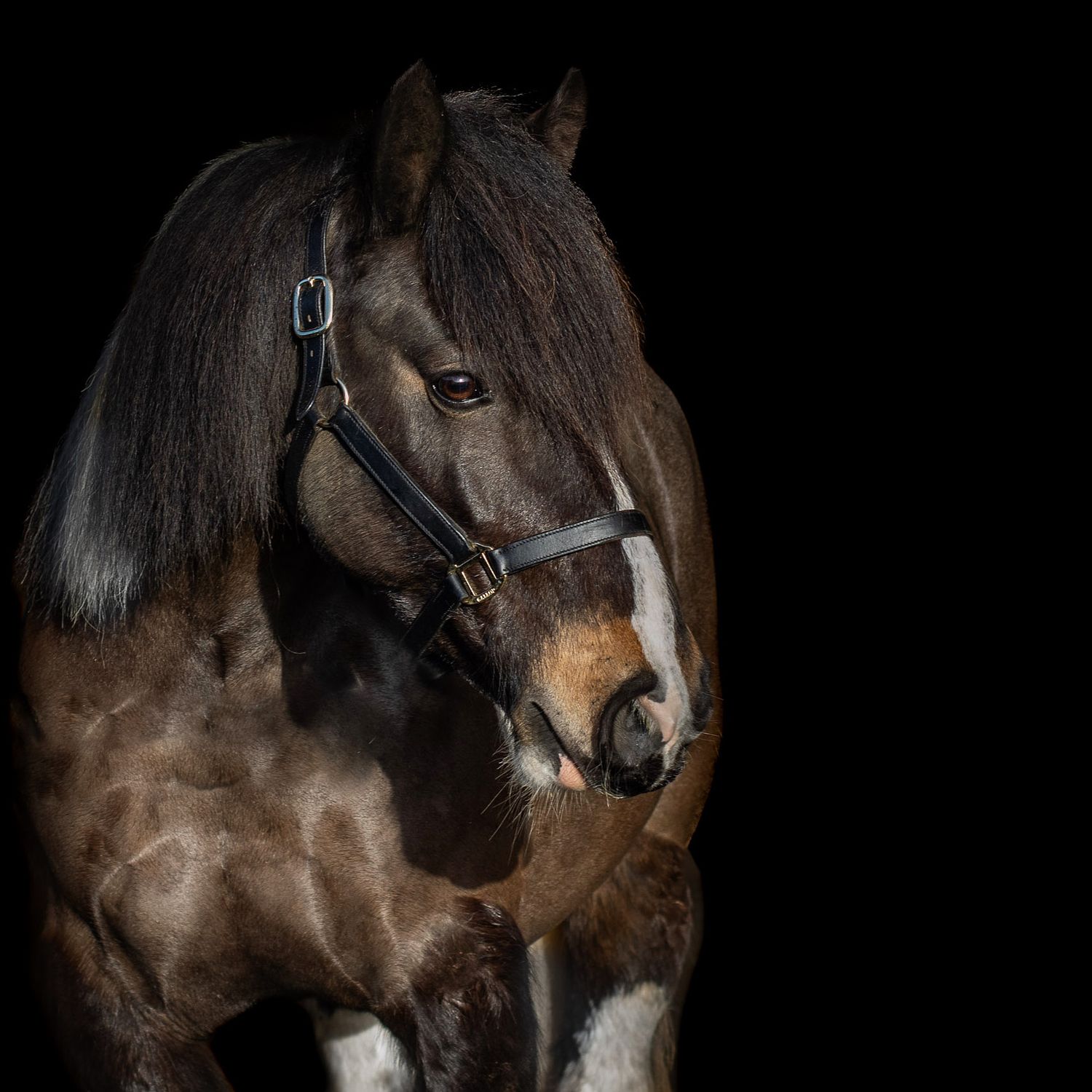 Close-up profile portraits of a dark horse with bridle against black background.
