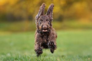 Spaniel running towards camera