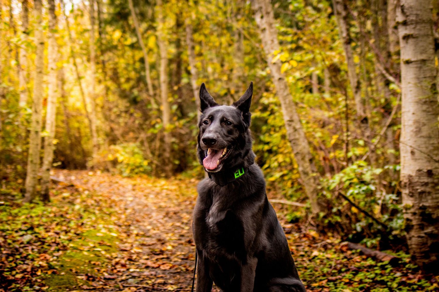 Black dog sitting on autumn forest trail surrounded by golden-leaved trees.