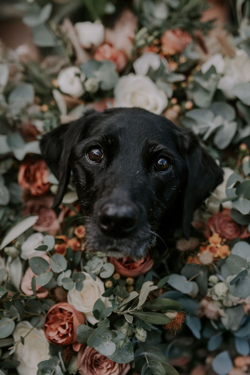Close-up portrait of a black dog surrounded by pink roses and eucalyptus leaves.
