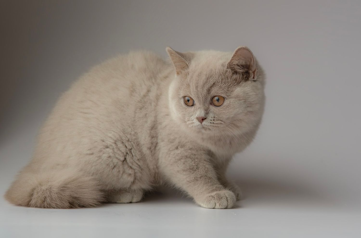 A regal British Shorthair cat with grey fur sits elegantly against a dreamy green background.