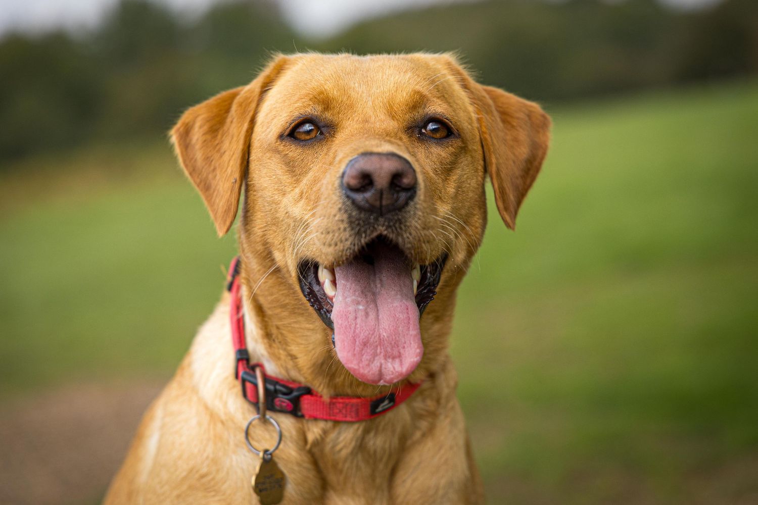 Portrait of Brown Labrador Ditchling common from Beautiful Pet Portraits