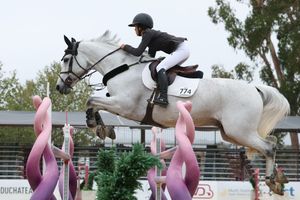 Horse and rider captured in the competition ring, jumping over a fence
