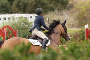 Horse and rider cantering past