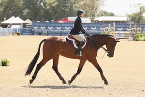 Horse and rider trotting during competition