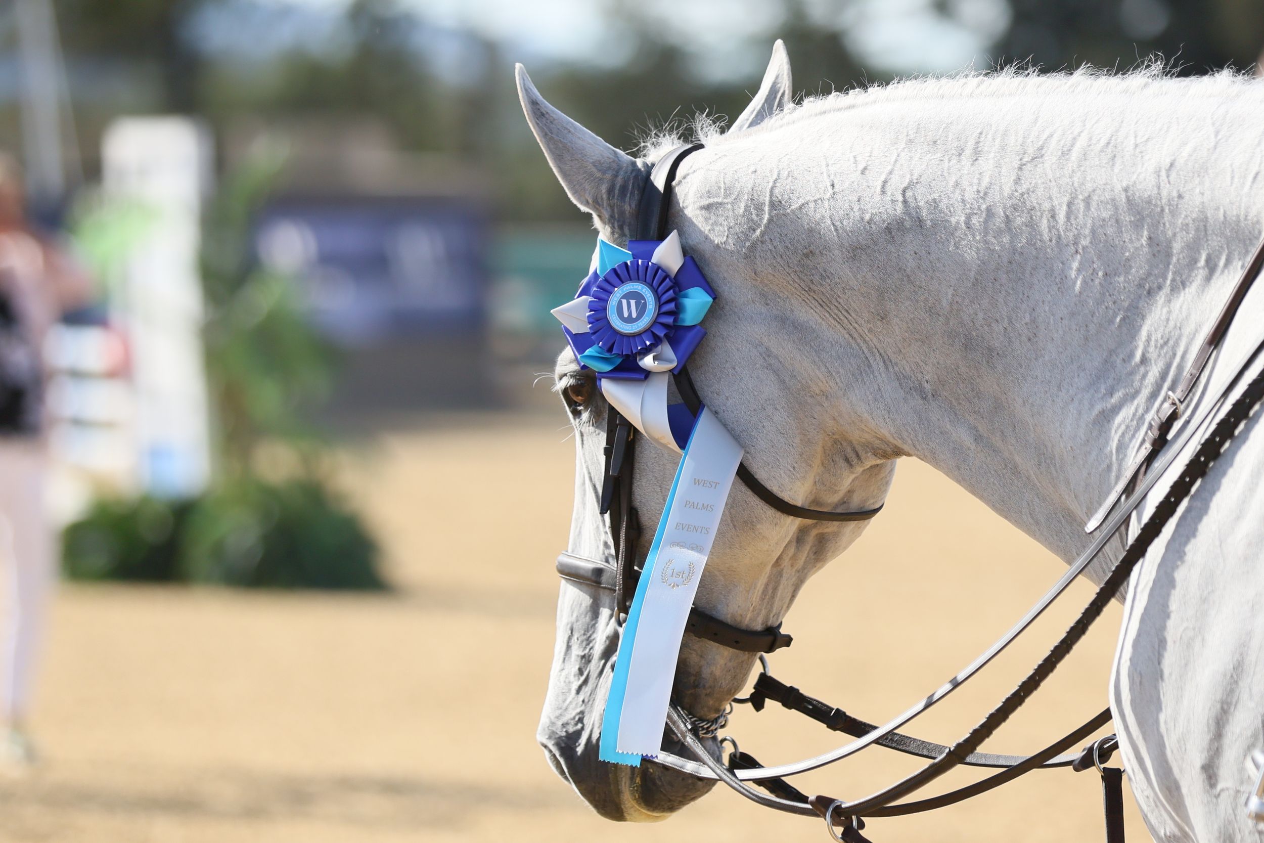 Horse with a ribbon on its' bridle after winning a competition