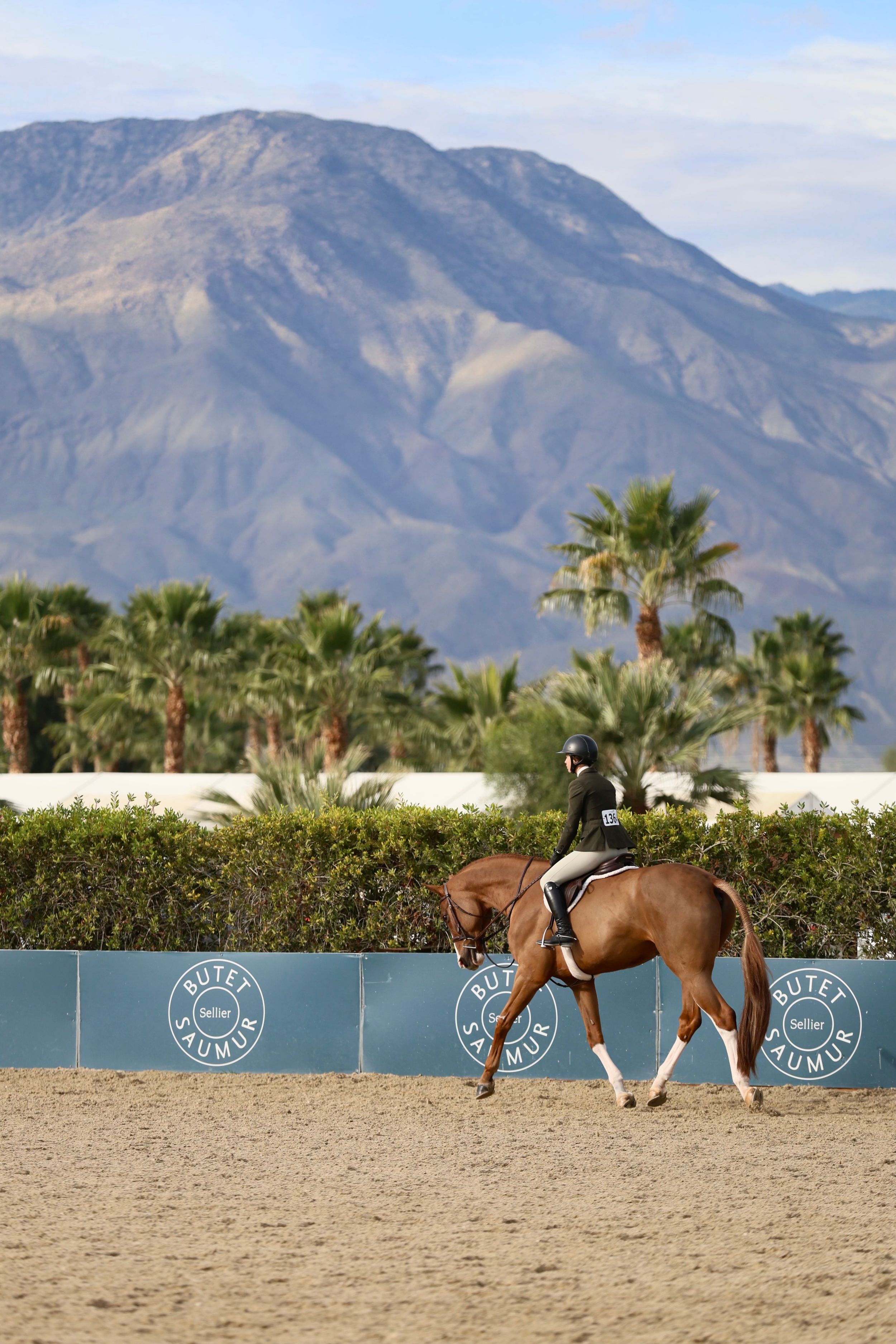 Horse and rider captured in the competition ring, mountain backdrop
