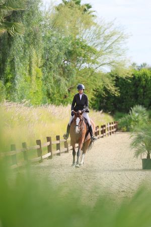 Horse and rider captured in the competition ring, trees all around