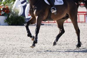 Horse cantering captured in the competition ring