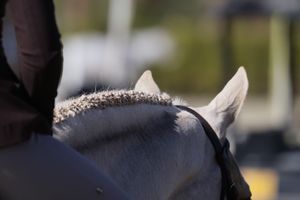 Braided horse and ears