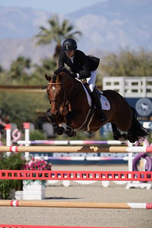 Horse and rider captured in the competition ring, jumping over a fence