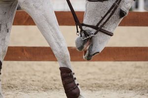 Horse reaching down to itch its' leg