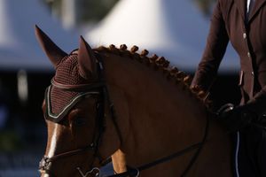 Candid horse captured in the competition ring wearing a bonnet and braided