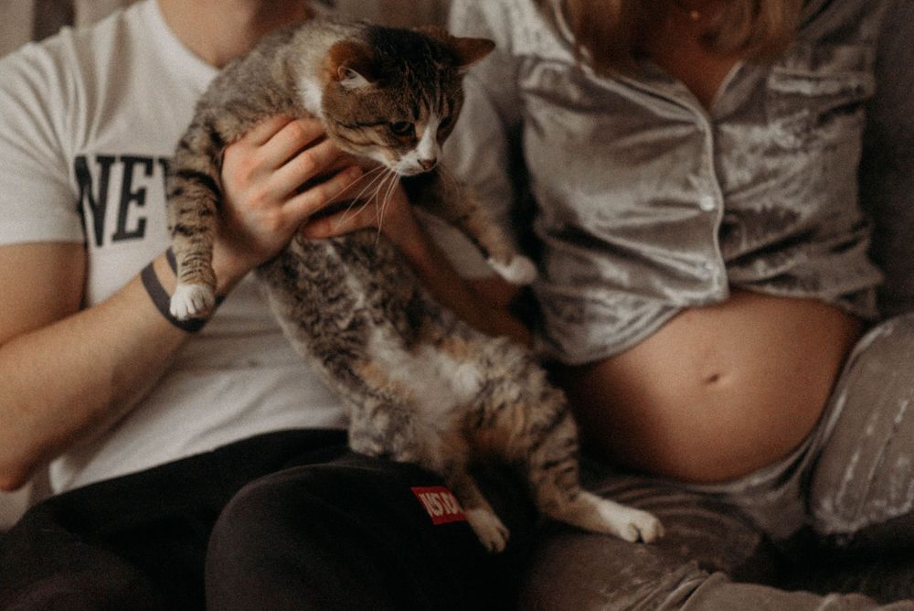 Intimate lifestyle photos with a cat cuddling on a pregnant belly.