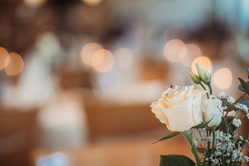 Soft focus cream rose with bokeh background in warm lighting.