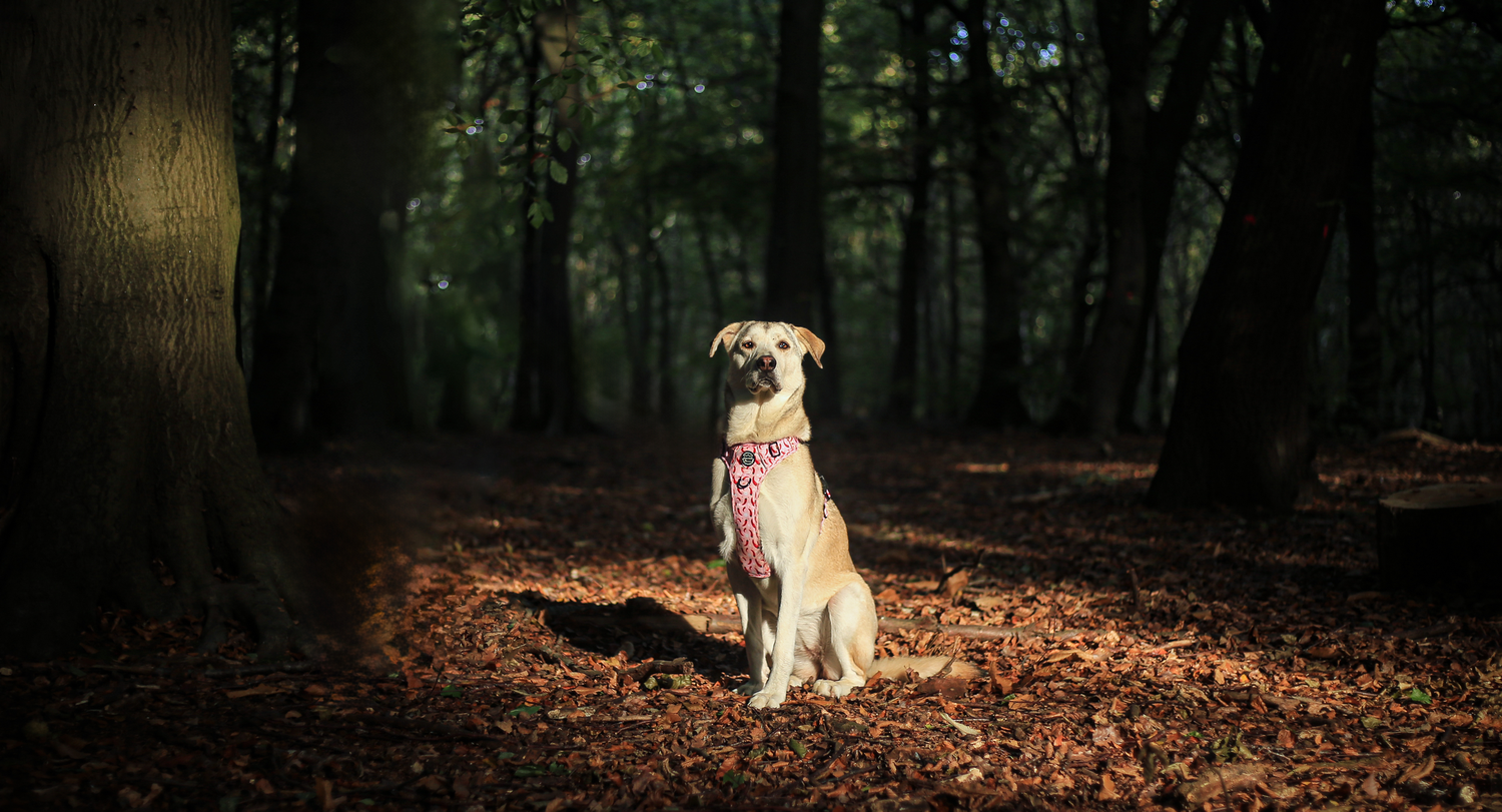 Barnsley, dog photography, dog photos, dog photographer, rescue dog