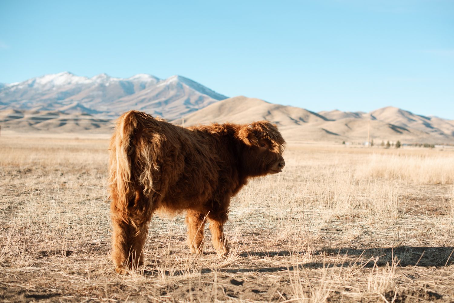 highland cow on a ranch in fairfield idaho