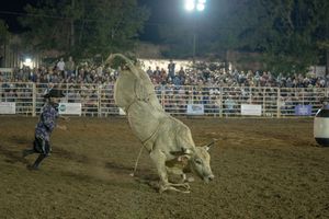 A bull rider gets thrown off during a nighttime rodeo event as spectators watch from the crowded stands.