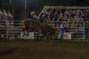 A bull rider attempts to stay mounted during an intense rodeo competition.