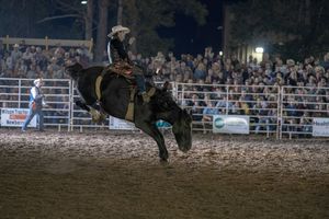 Action shot of rodeo bronc riding competition with crowd in background.