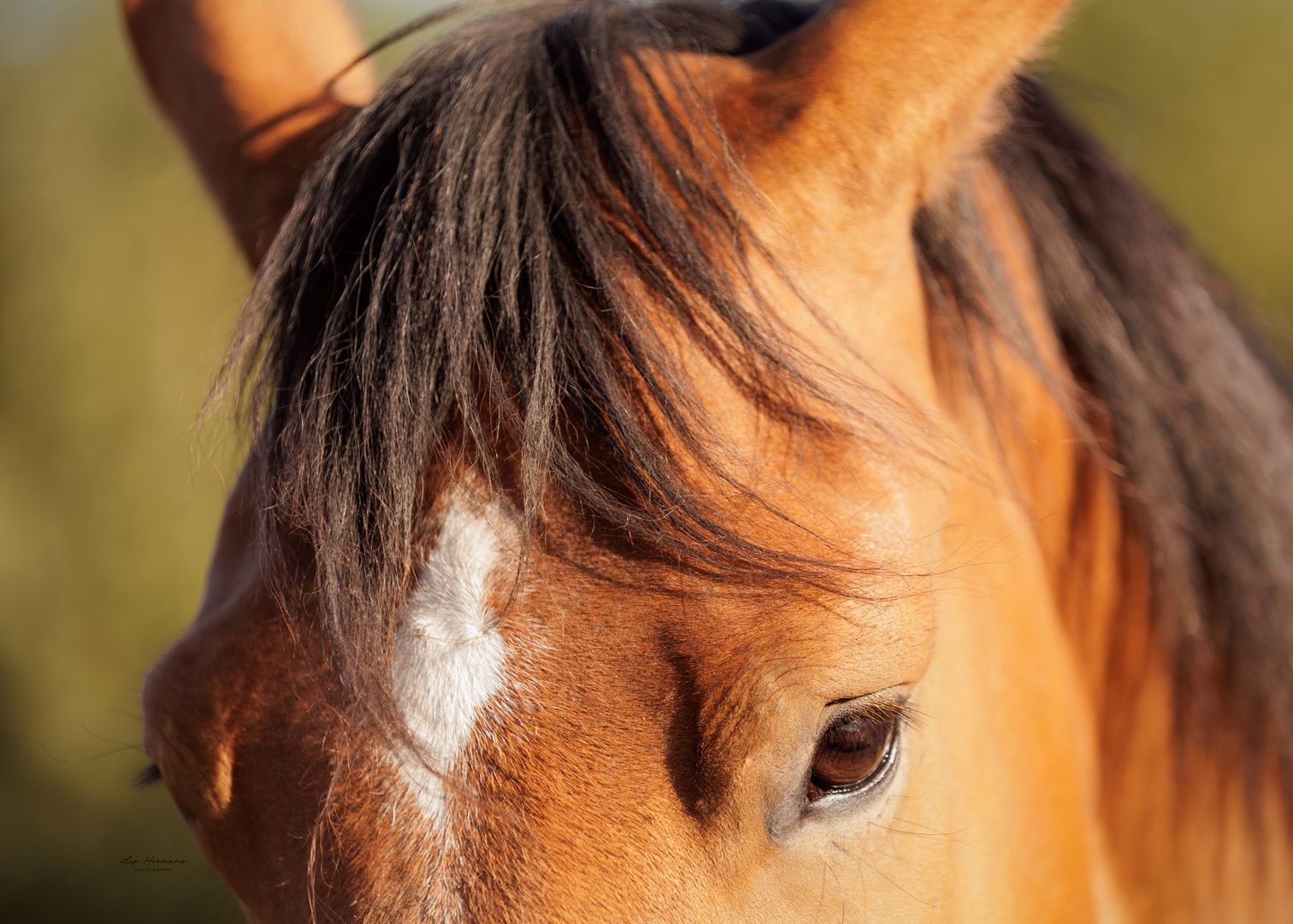 Liefdevolle paardenfotografie - LivHoomansPhotography - DeHippischeBeeldbank