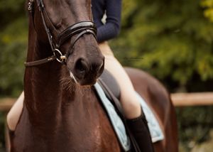 Liefdevolle paardenfotografie - LivHoomansPhotography - DeHippischeBeeldbank