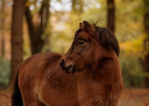 Liefdevolle paardenfotografie - LivHoomansPhotography - DeHippischeBeeldbank