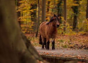 Liefdevolle paardenfotografie - LivHoomansPhotography - DeHippischeBeeldbank