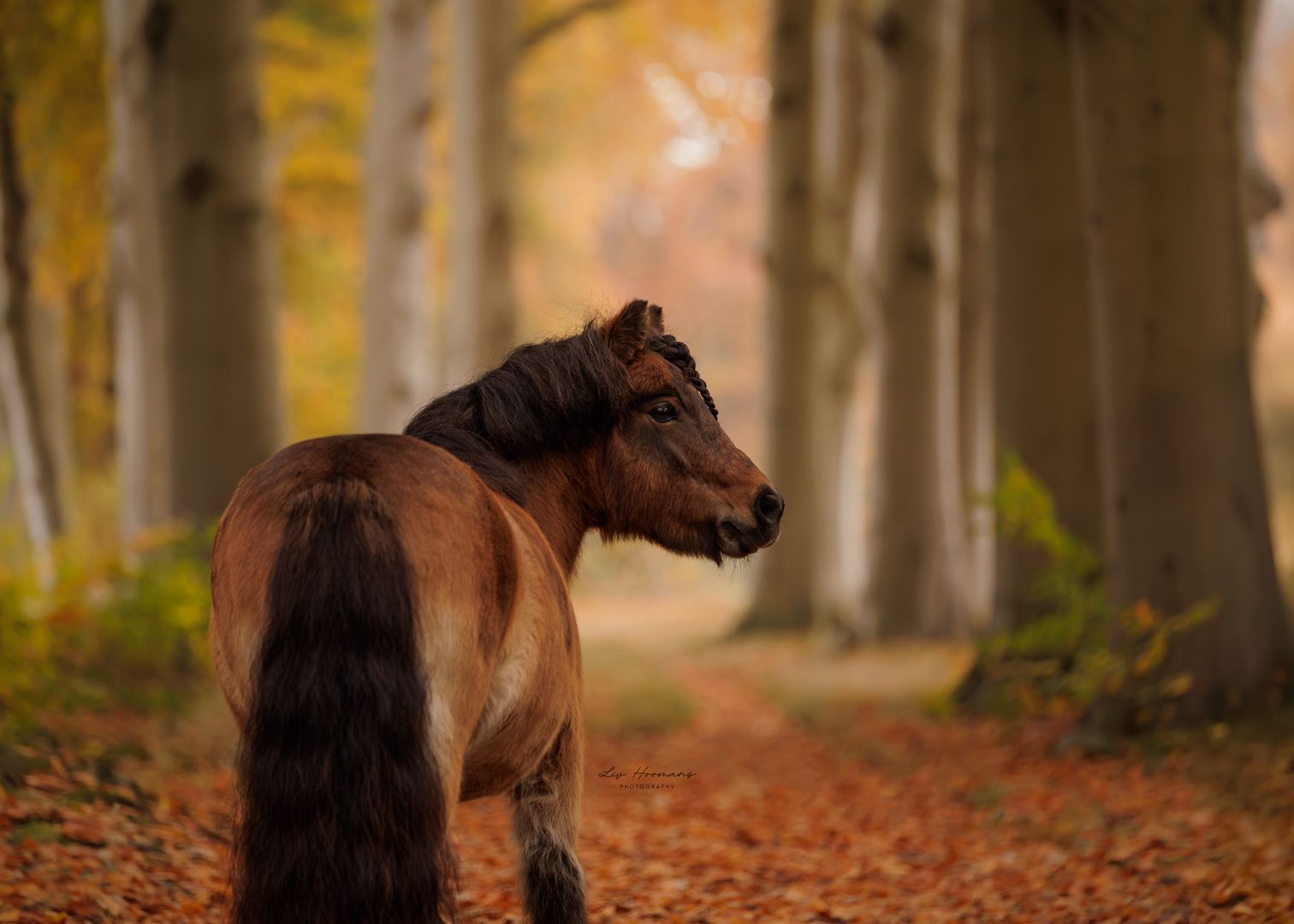 Liefdevolle paardenfotografie - LivHoomansPhotography - DeHippischeBeeldbank